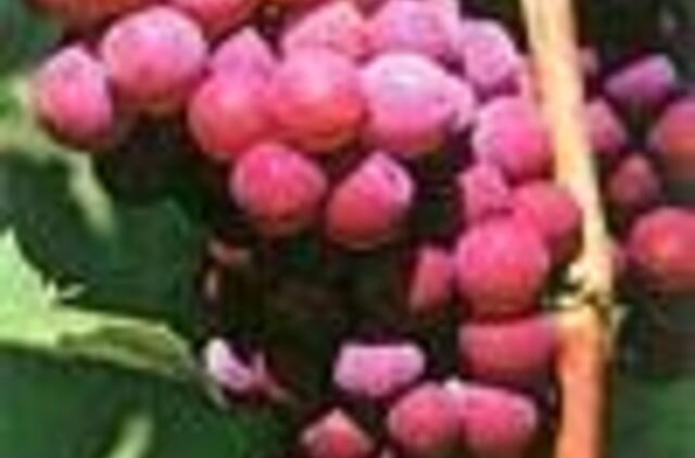 Kaip auginti vynuoges Lietuvoje