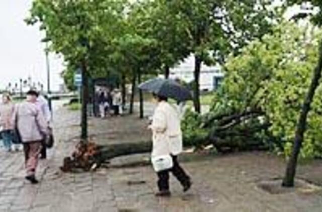 Uostamiestyje išvirto šimtai medžių 