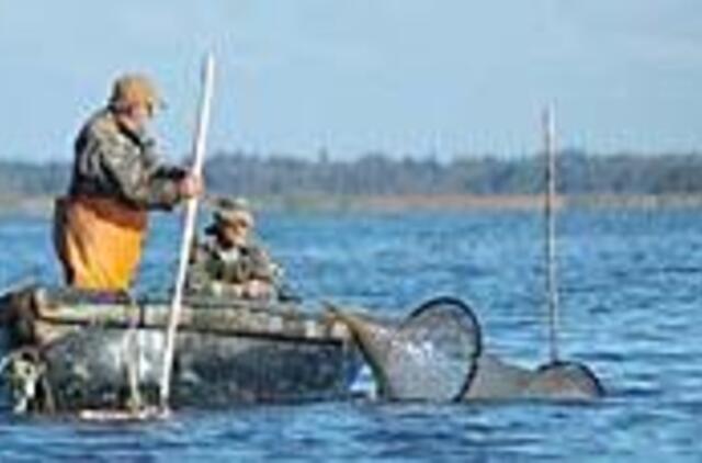 Lašišų brakonierių žeberklai ėmė rūdyti 