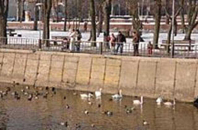 Paukščių gripo kilpa - vis siauresnė 