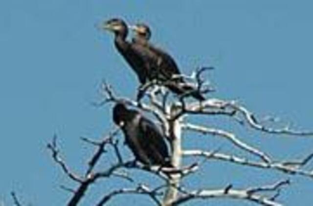 Neringos kormoranams - oro balionų baubas 