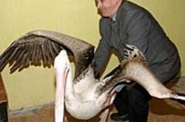 Vakar mieste 