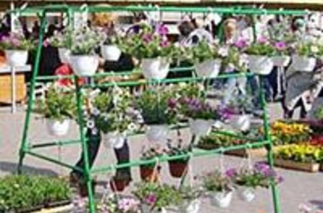 Jauki namų aplinka be gėlių neįsivaizduojama 