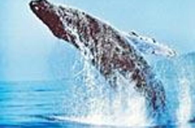 Baltijos jūroje - negyvas banginis 