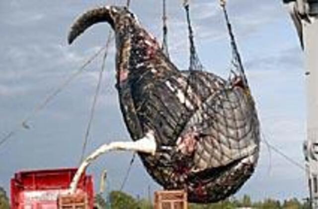 Banginis žuvo dėl susidūrimo su laivu 