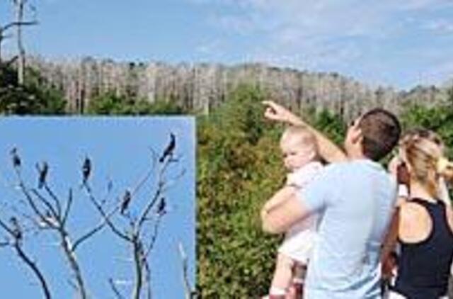 Kormoranai privertė valdžią šauktis Dievo pagalbos 