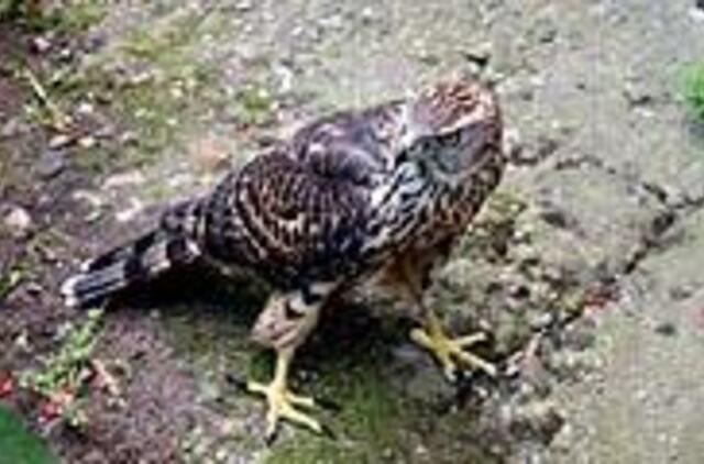 Miesto viduryje - kliūtys saugomiems paukščiams 