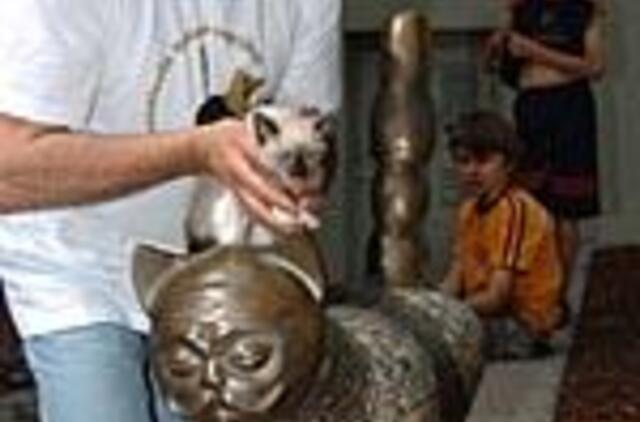 Išrinkite "Senamiesčio katinui" vardą! 