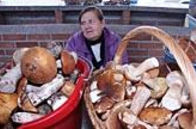 Klaipėdoje prekiaujama tik atvežtiniais grybais 