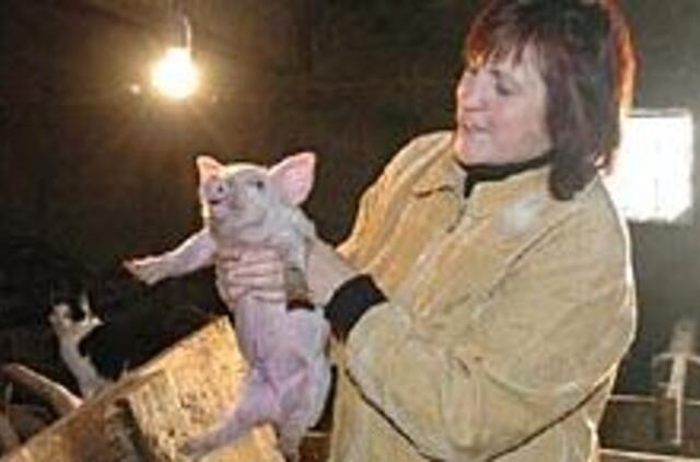 "Kiaulė man - kaip poetui svajonė" 