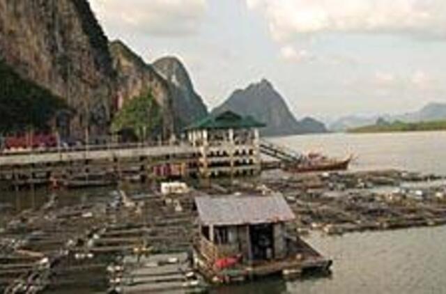 Tailandas: žiedų girliandos ir drambliai miesto gatvėse