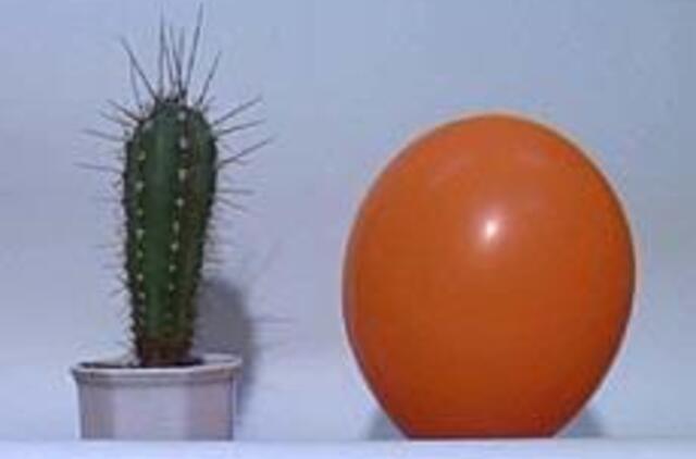 "Pravda" demonstruoja ir klaipėdiečių kūrybą 