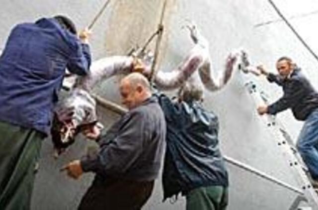 Klaipėda švęs dar vieną gimtadienį 