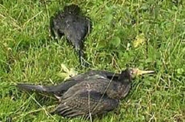 Kuršių nerijoje - paukščių gripo baimė