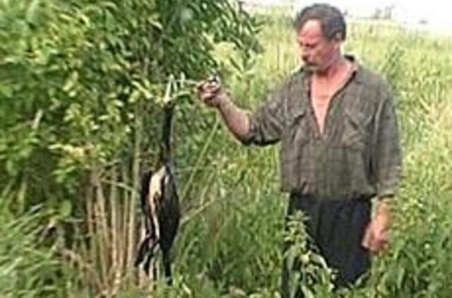 Kormoranų žūtis - ne dėl paukščių gripo