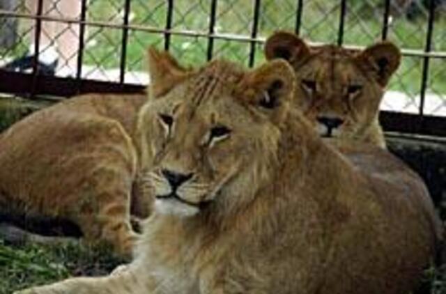 Dimba ir Dembis - saldi porelė 