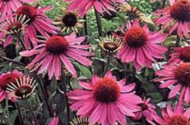 Žolių karalienė skatino gydytis augalais