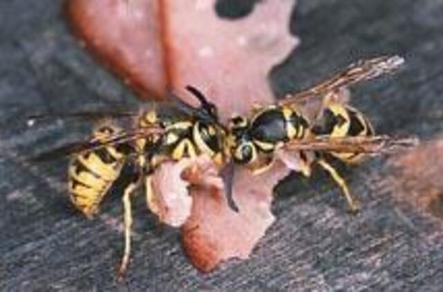 Atsargiai - puola širšės 