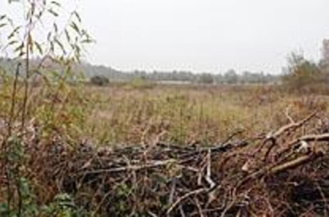 Airių rekordas "gelbės" uostamiesčio biudžetą