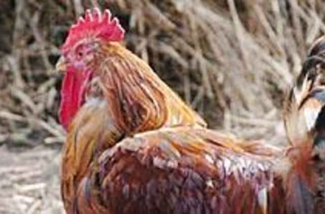 Medikai vėl įspėja keliautojus dėl paukščių gripo