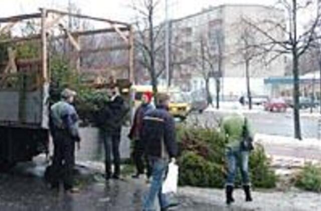 Kinų "eglutės" tikro miško kvapo dar nenustelbė