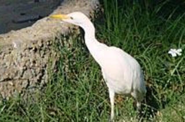 Gražinos skiltis 