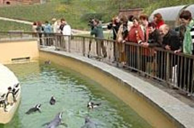 Smiltynę šokdina dingstanti elektra 