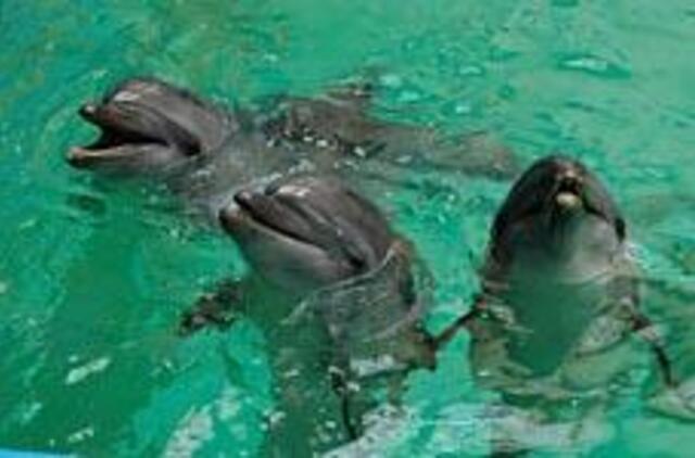 Eilės prie delfinų terapijos - penkeriems metams į priekį