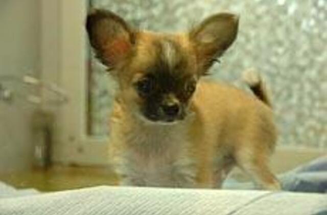 Gyvos prekės graudina pirkėjus 