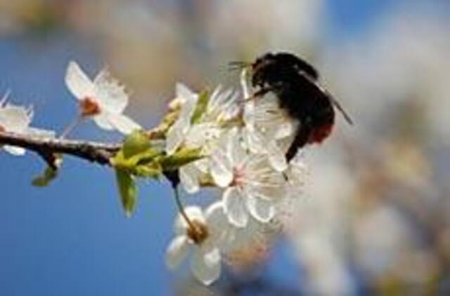 Gegužei artėjant paraitokim rankoves