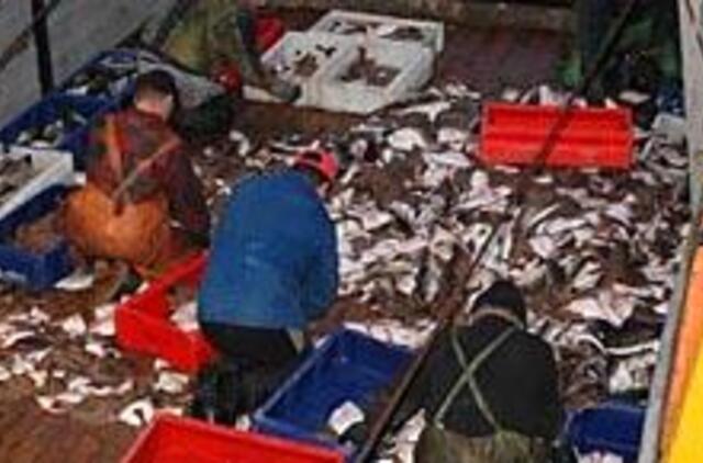 Žvejus krečia menkių "karštinė"