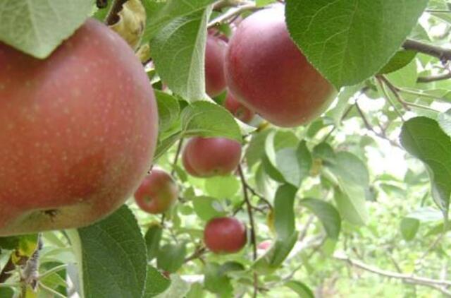 Kodėl nesulaukiame derliaus?