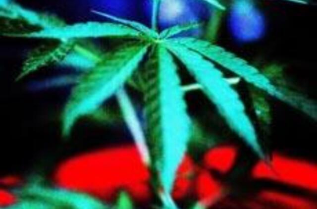 13 mln. europiečių rūko kanapes