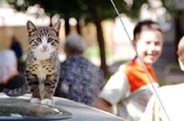 Įkandus katei - stresas dėl skiepų