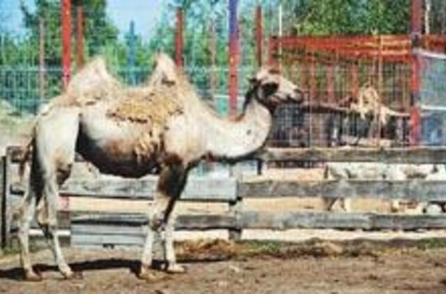 Jaunikliai - žolėje, olose ir sterblėje