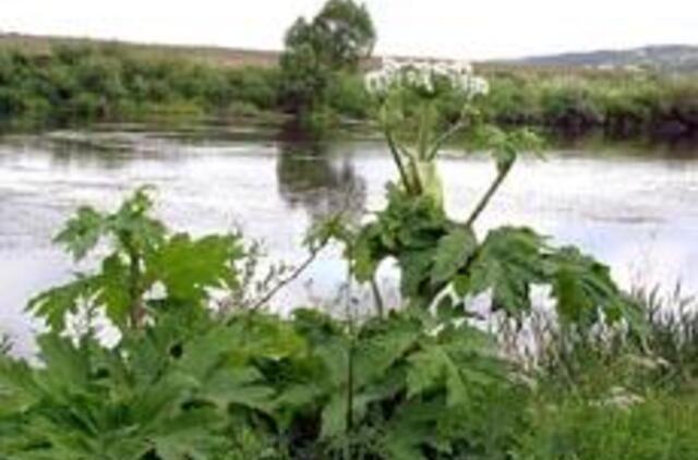 Lietuviai geria ir pesticidus, ir benziną