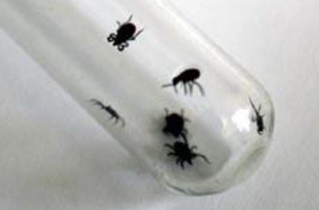 Erkės ramesnės, bet vis tiek pavojingos