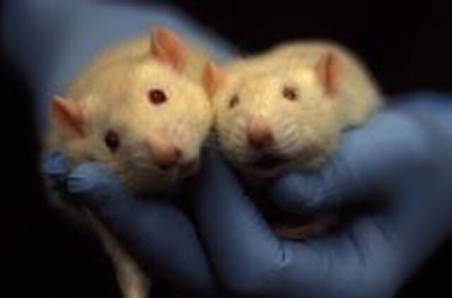 Nauji vaistai peles paverčia maratonininkėmis  