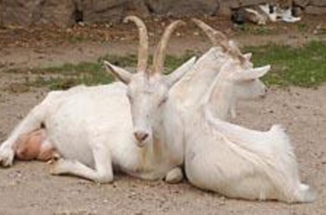 Vilkynės istorijos: gyvenimas tarp žvėrių