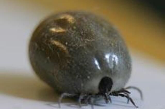 "Pasigauti" erkę galima ir Kauno centre