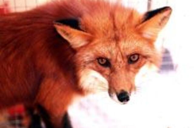 Pasiutligės atvejų sumažėjo net 10 kartų