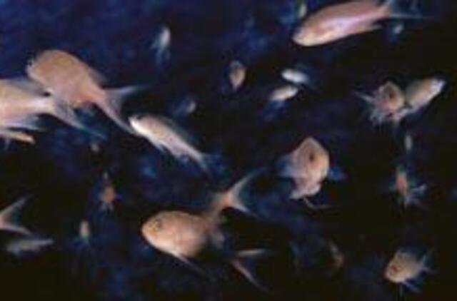 Britų žvejys liepė po mirties jį sumaitinti žuvims