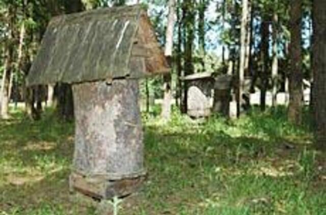 Vilkynės istorijos VI: gyvenimas tarp vabzdžių 