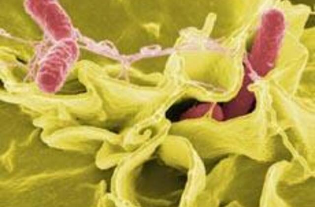 Kauniečius guldo salmoneliozė