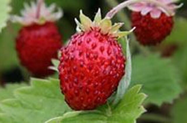 Rugpjūtį pilna neatidėliotinų darbų