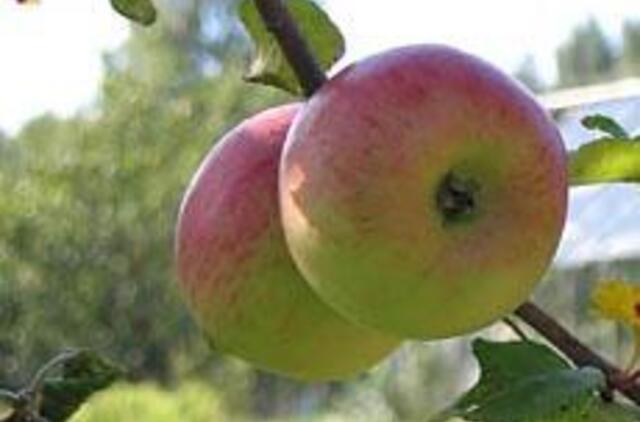 Rugsėjį svarbu užbaigti visus vasaros darbus