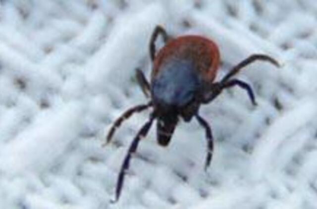 Grybautojų laukia suaktyvėjusios erkės