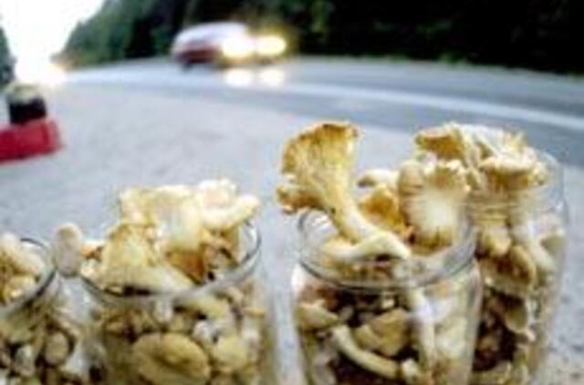 Tiriami Lietuvos miškuose surinkti grybai