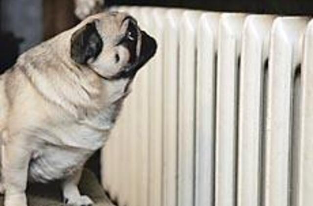 Daugiausiai šilumos - uostamiesčio šiaurei