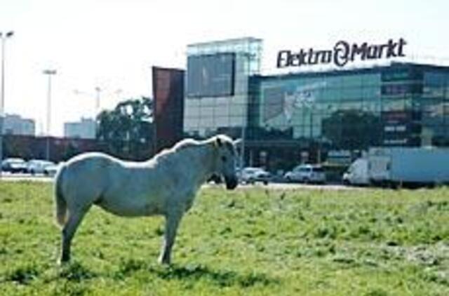 Klaipėdiečiai mato baltą arklį 